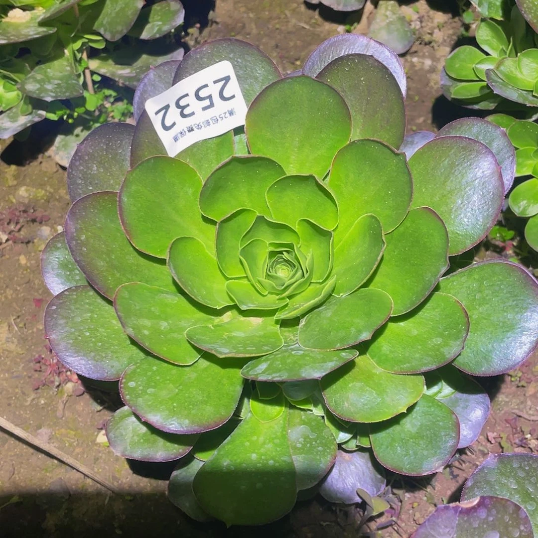 2523媚金玫瑰多肉植物