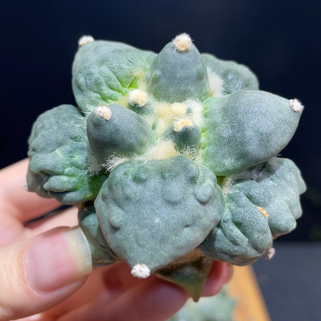 15号自根丸尤村主怒涛