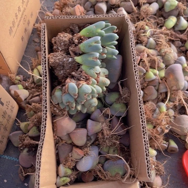 一箱母本8888888888888