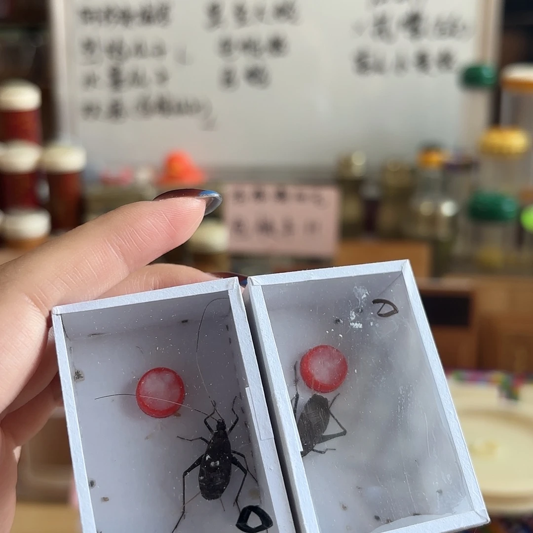 两条断须尾人工马蛉