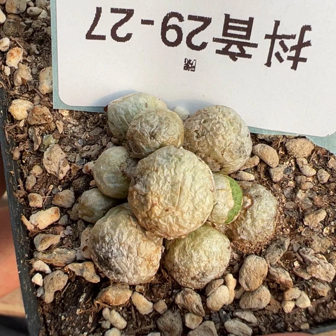 29-27青团多肉植物，