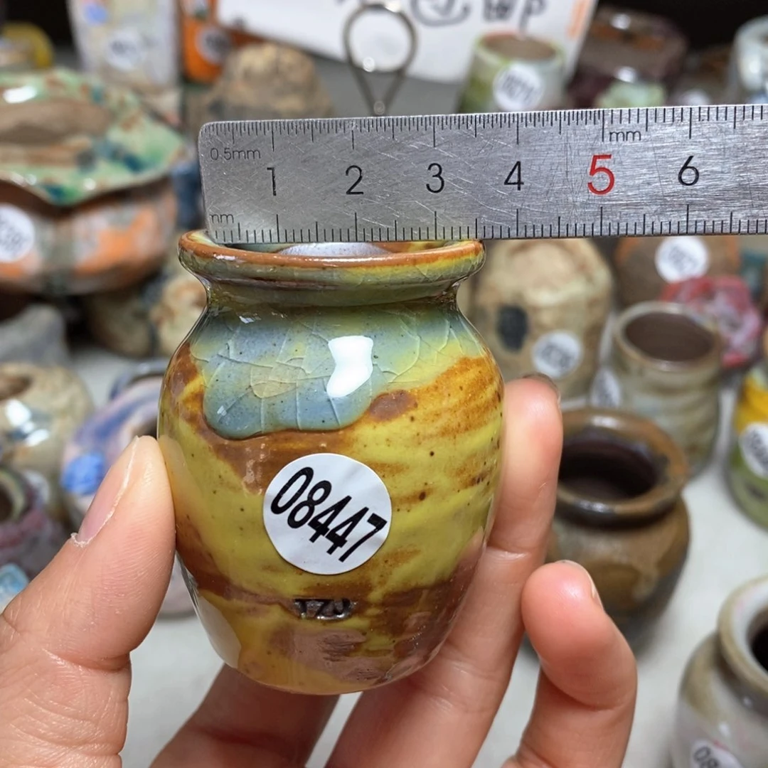 花盆拍5送一个小礼物