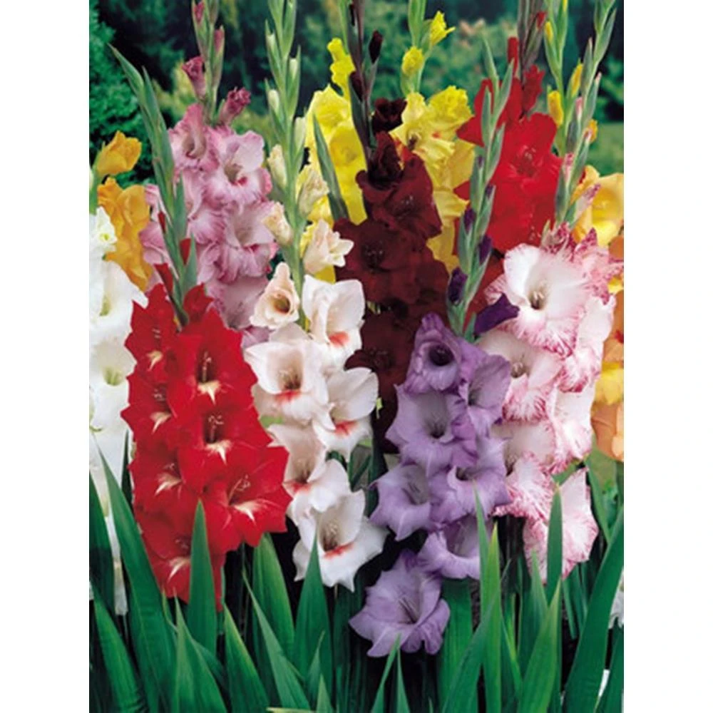 剑兰种球花苗多年生花卉菖兰花球唐菖蒲花种球四季庭院当年开花