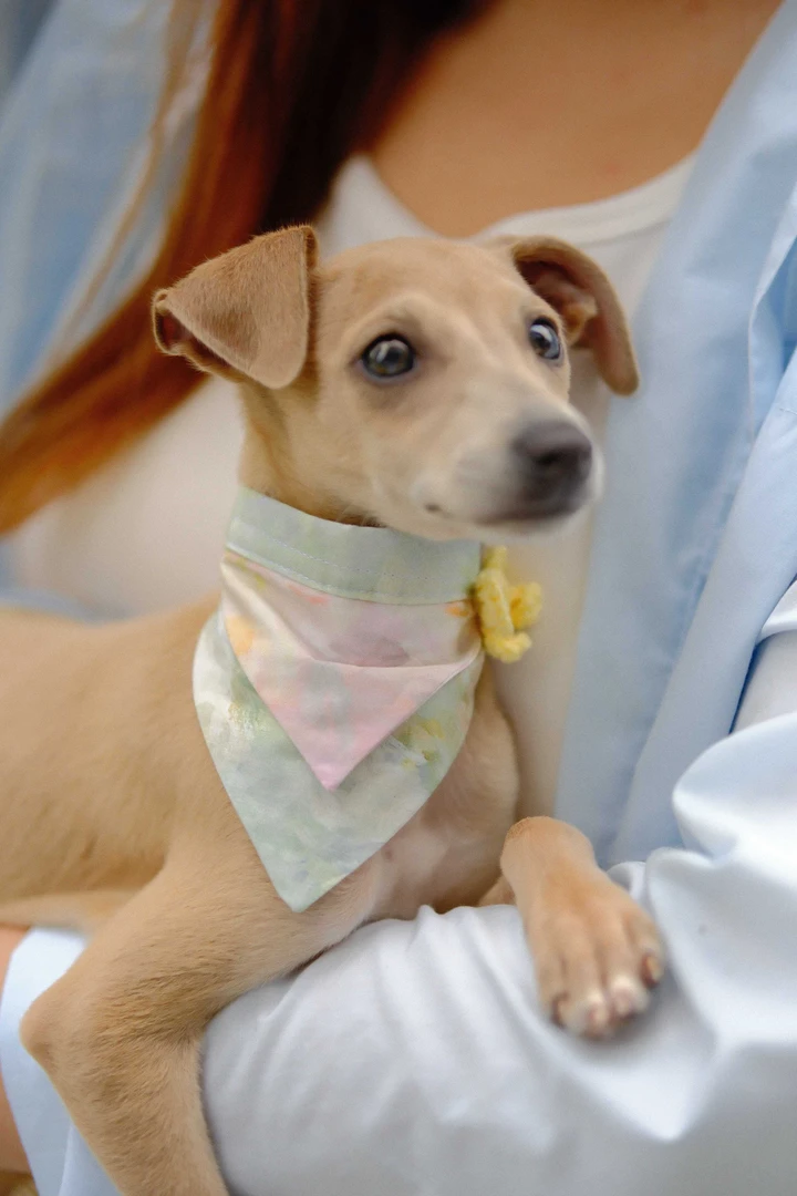 ZYL Pet Clothing 2025SS 「光与雾」· 雾