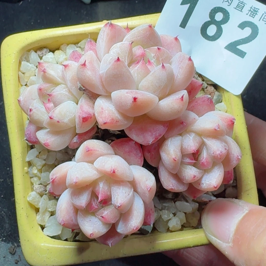 阿尔巴佳人      愿你一路坦途，乘风破浪展宏图