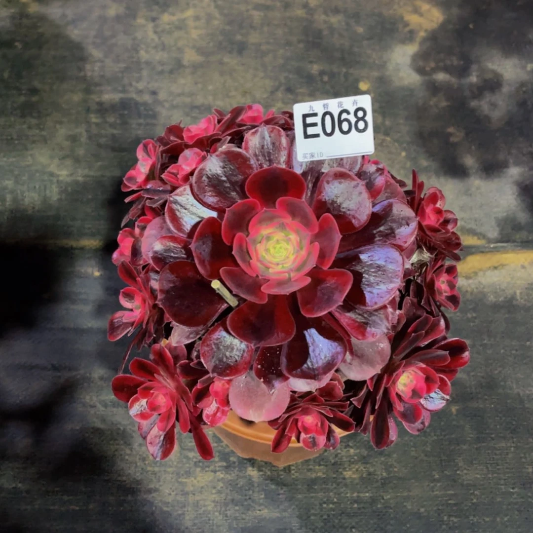 【闪购商品】06800