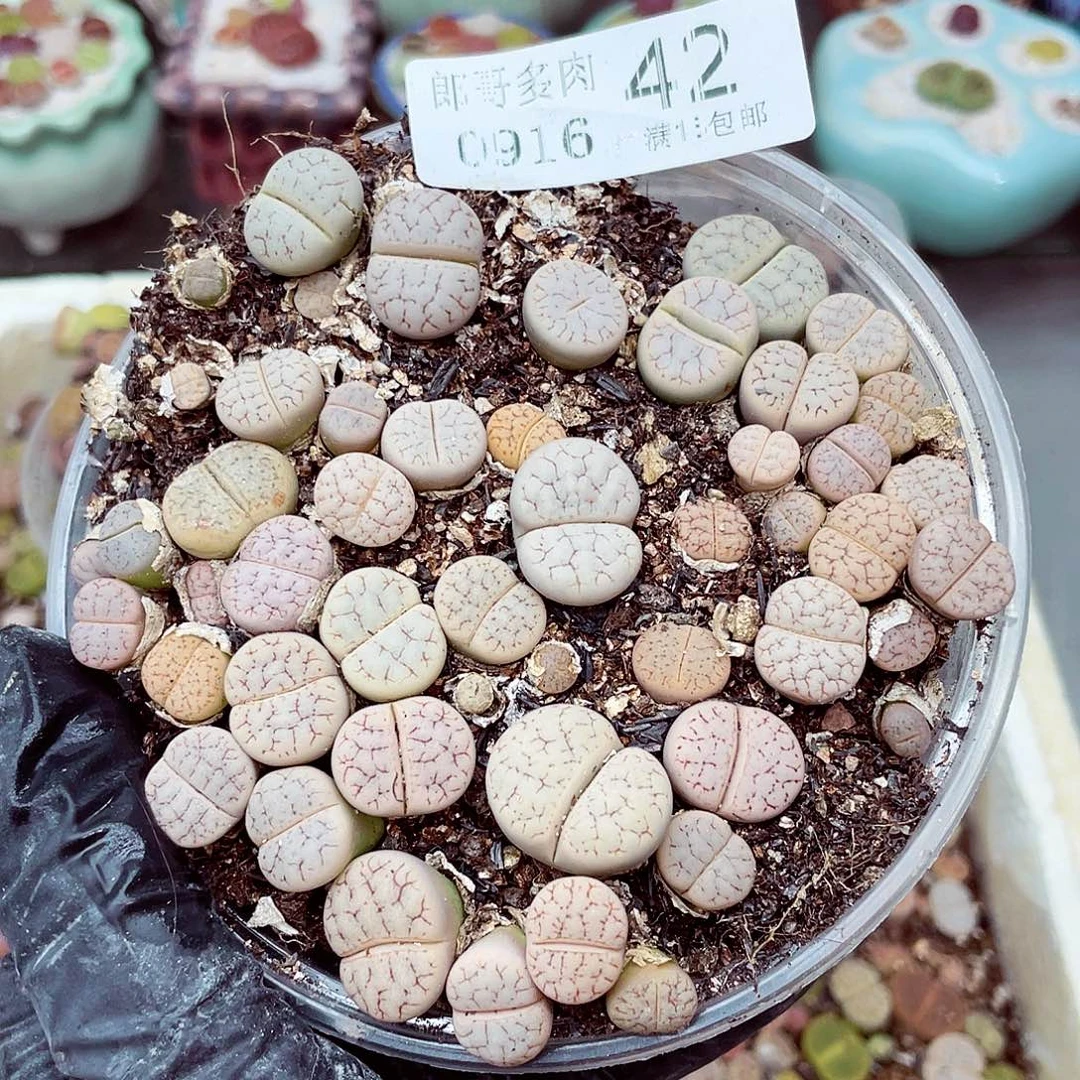 生石花满18包邮0916-42