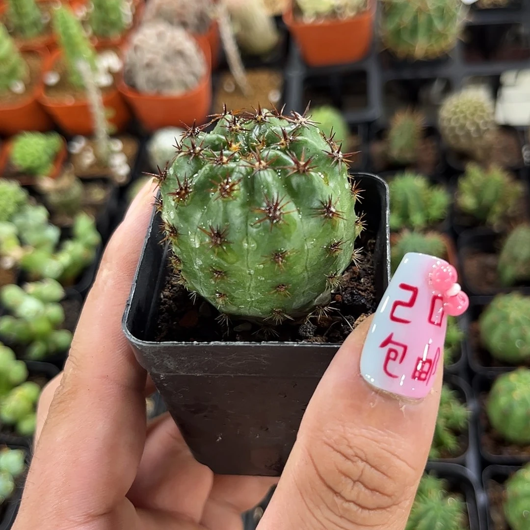 单头实生激光单头发货有根