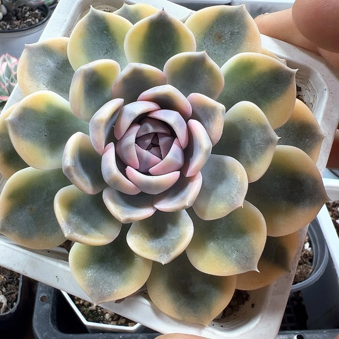 汉堡锦 小方花圃一物一拍