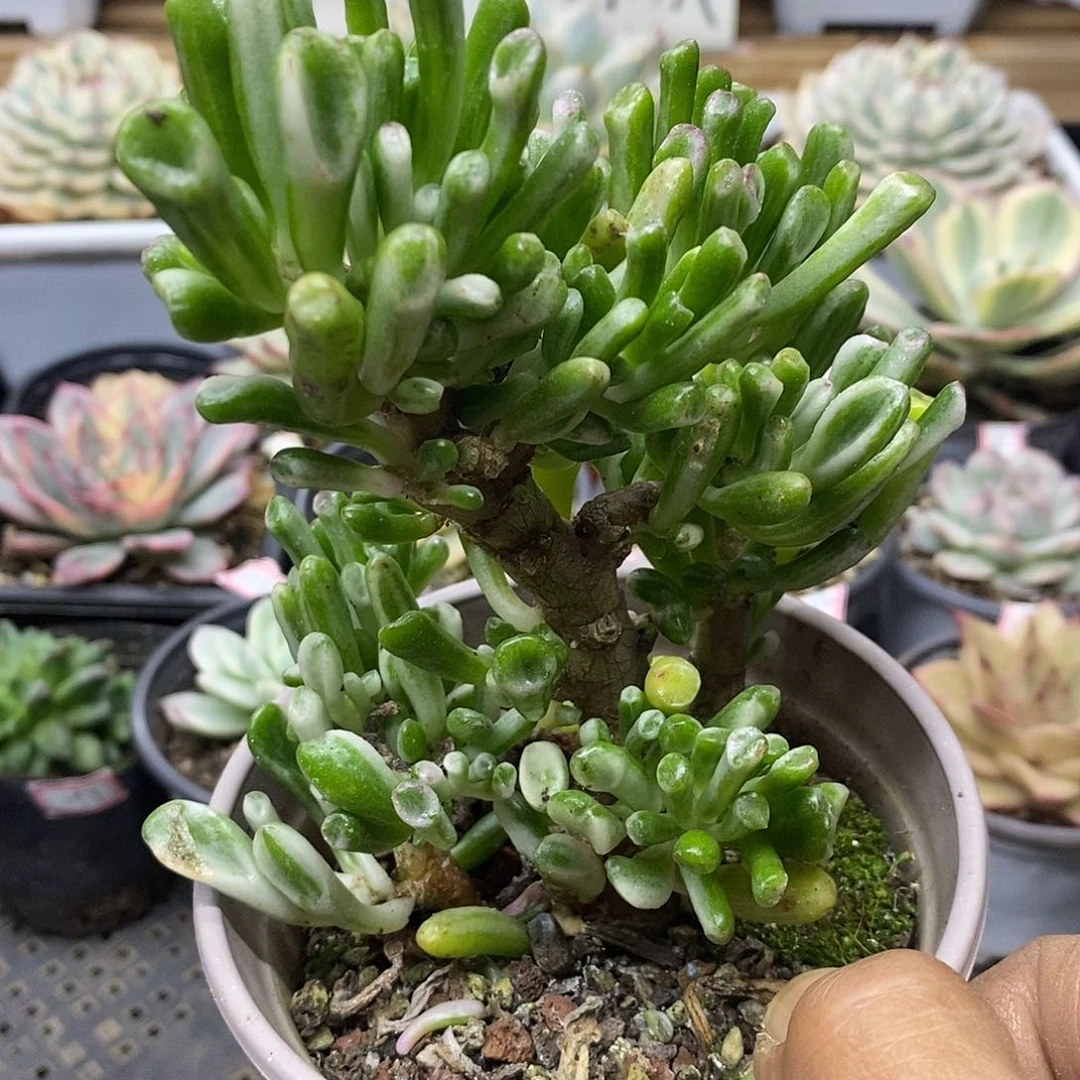 08198 老桩吸财树锦自然群