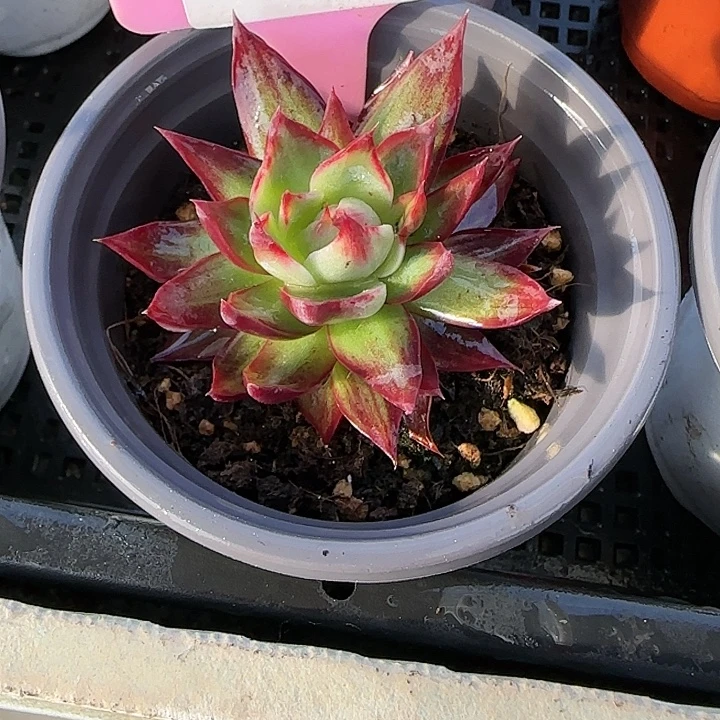 ¥***¥34惊鸿仙子多肉植物