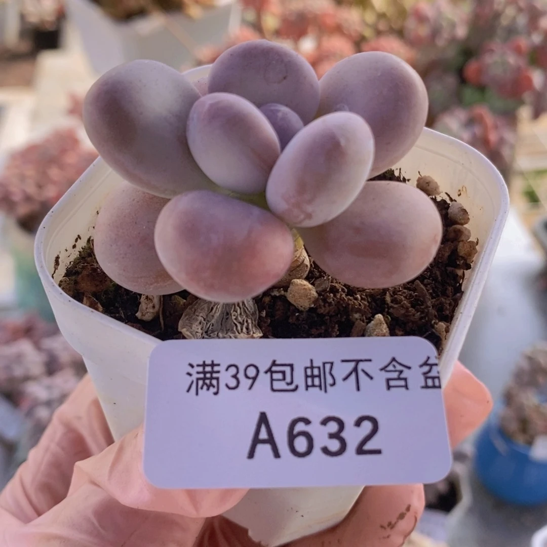 橙雪球单头532多肉植物