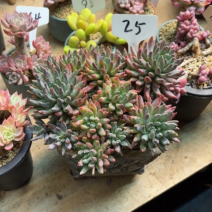 二***妹多肉植物，炫彩星25号