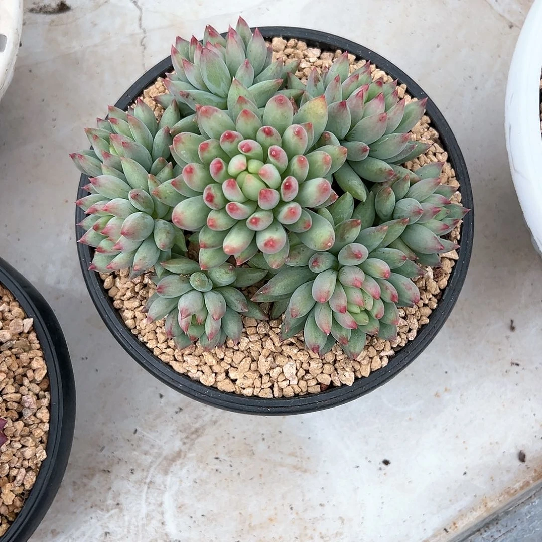 【闪购商品】二代虞美人