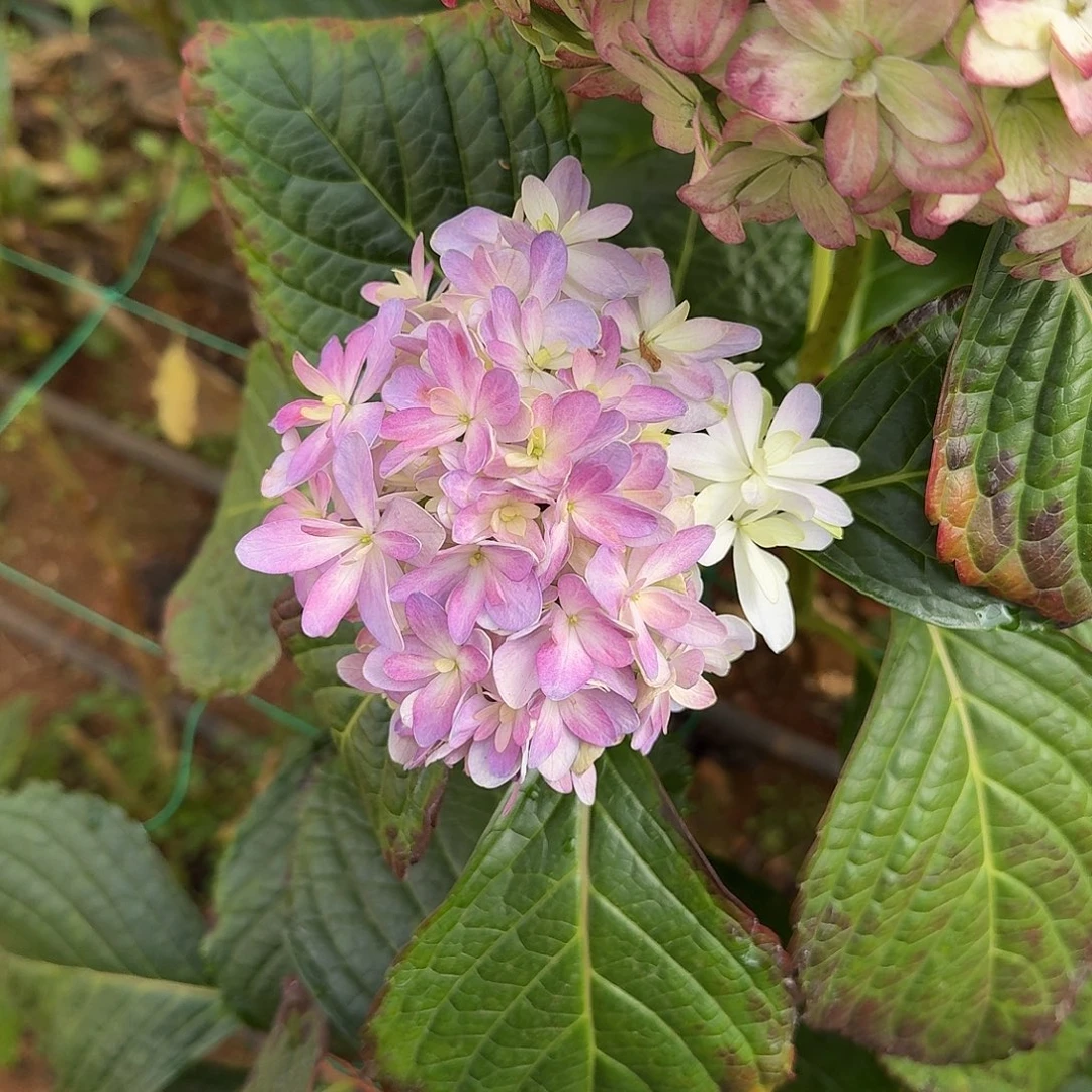 大部分花苞少量开放2