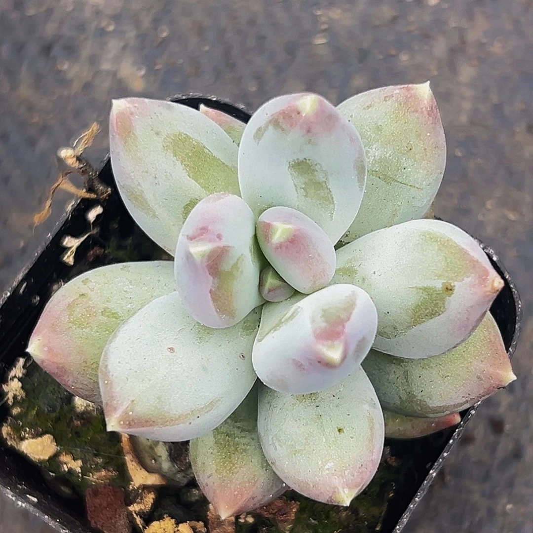 桔云多肉美人精品系列