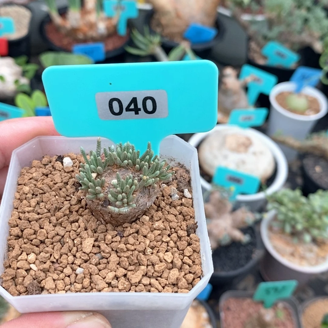 任锦多肉植物一个
