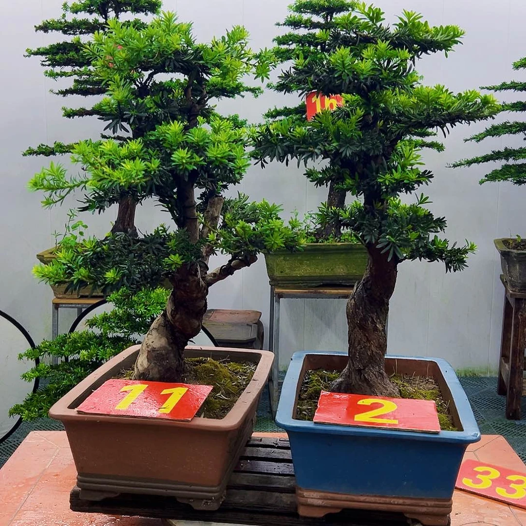 不开花植物罗汉松