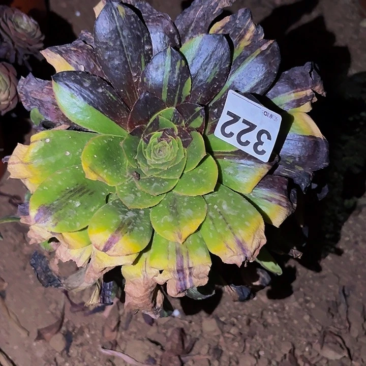 322花斑鹿多肉植物