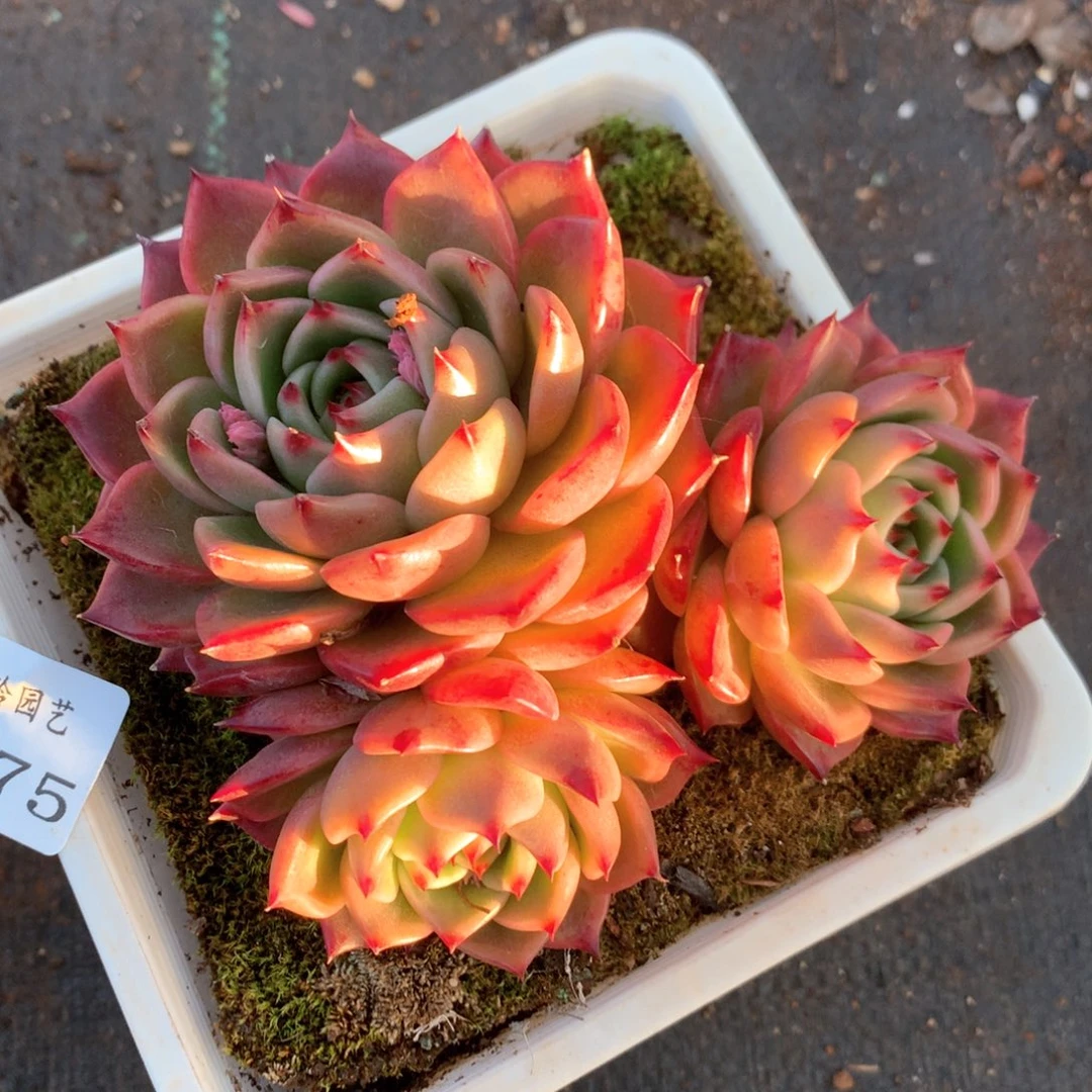 3775杂交多肉植物基地