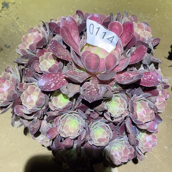 多肉植物法师114花呐