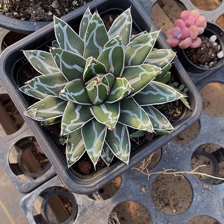 龙舌兰带盆土发货