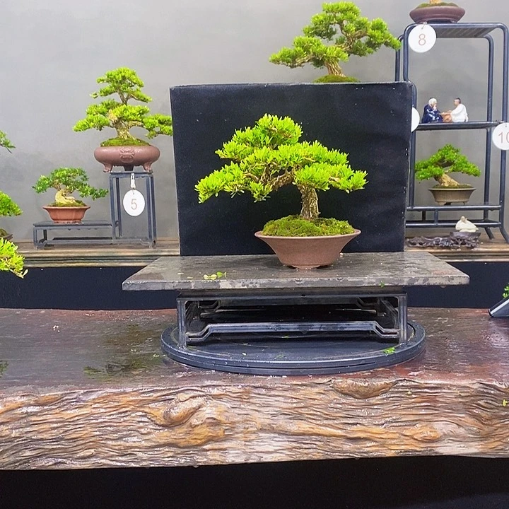 无花朵黄杨盆景四季常青不落叶