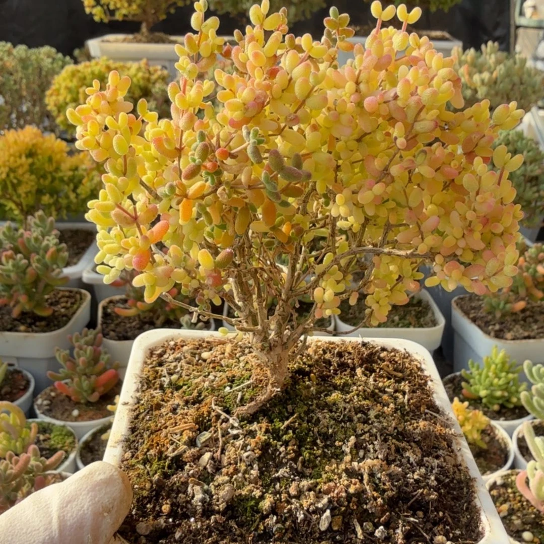 A521米粒阴阳拉丝福利