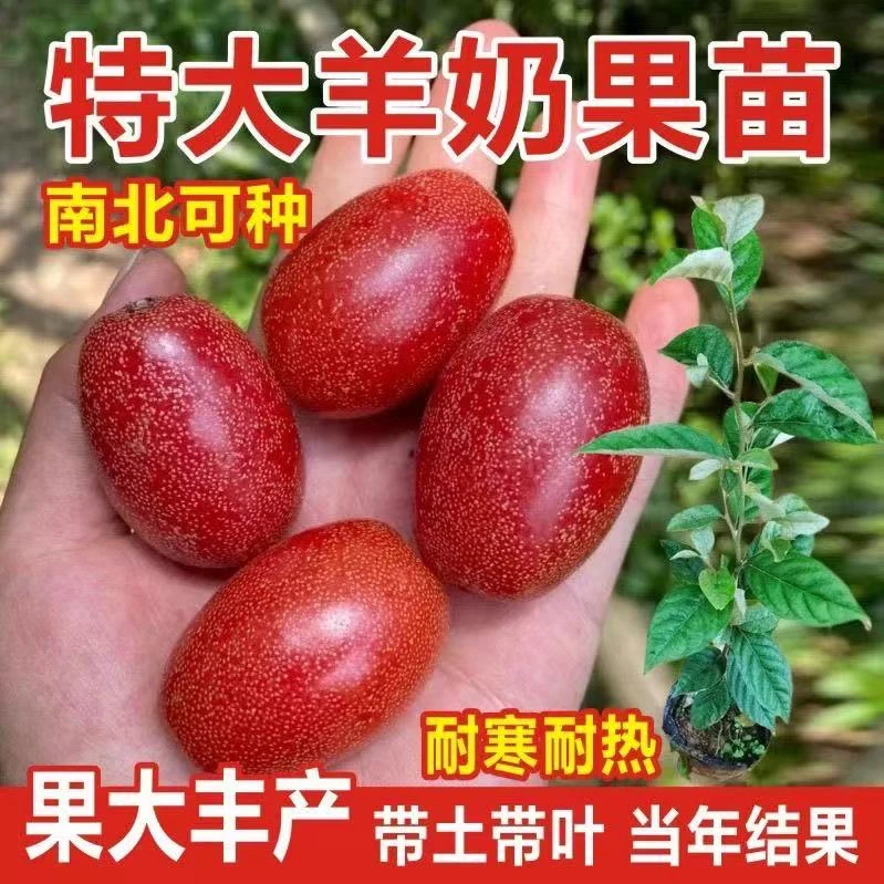 纯甜羊奶果树苗当年结果德甜二号树苗盆栽地栽南北方四季种植耐冻