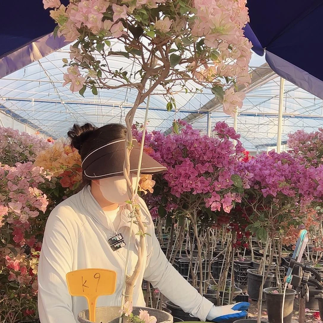 杨***吖大部分花苞少量开放K9丽娜