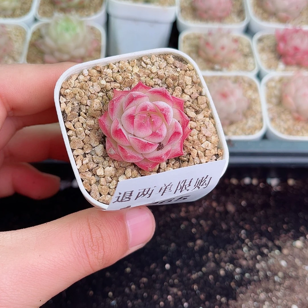 趣**多1-965 新疆西藏内蒙不发2-3公分多肉