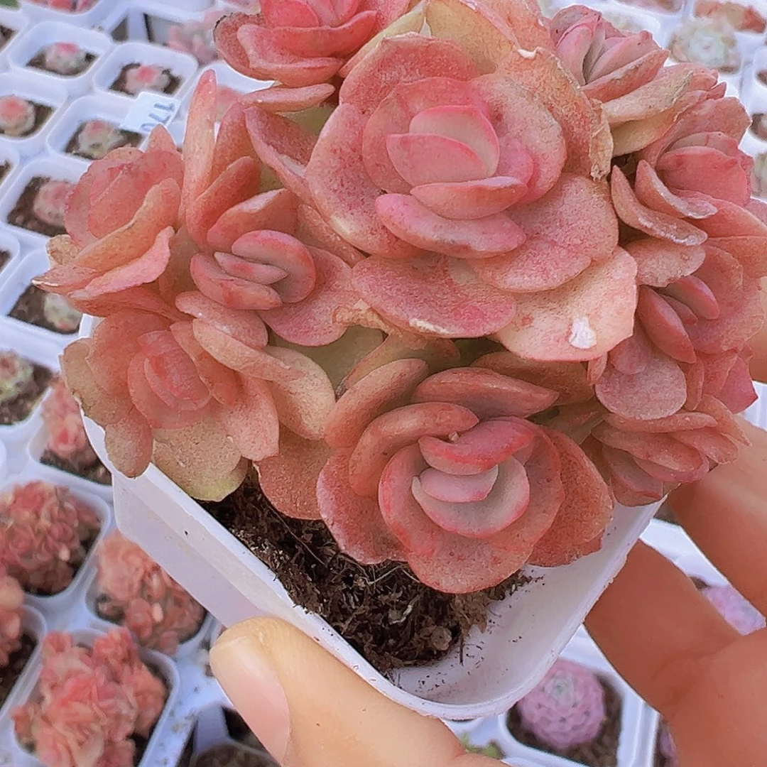 秀妍19包邮多肉植物