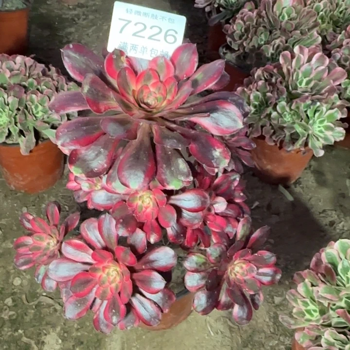 7226香奈儿多肉植物