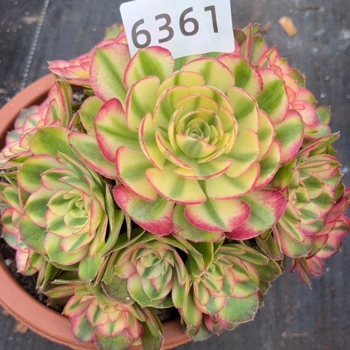 绿体荔枝多肉发货