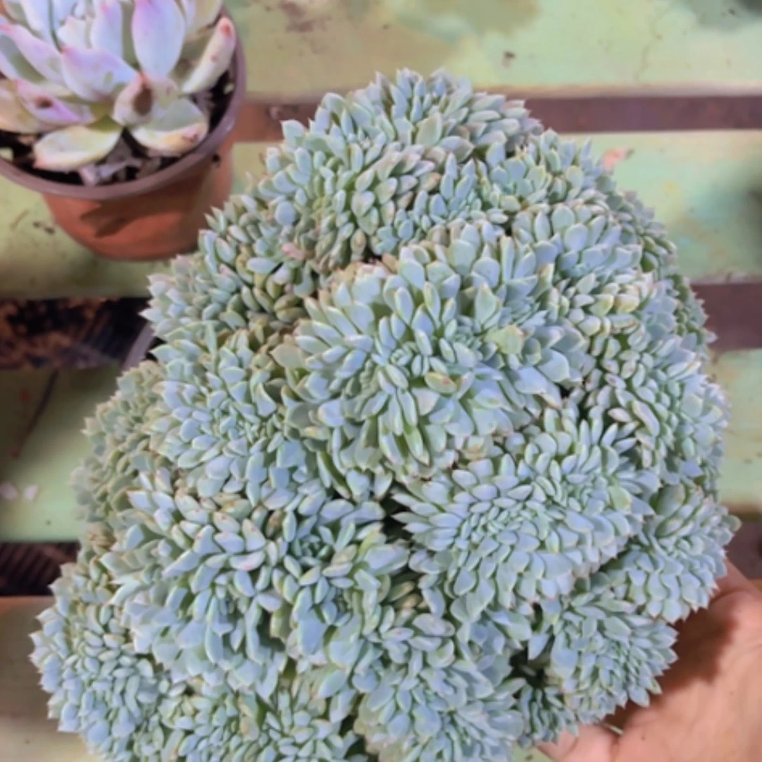 【闪购商品】白胖子缀29301