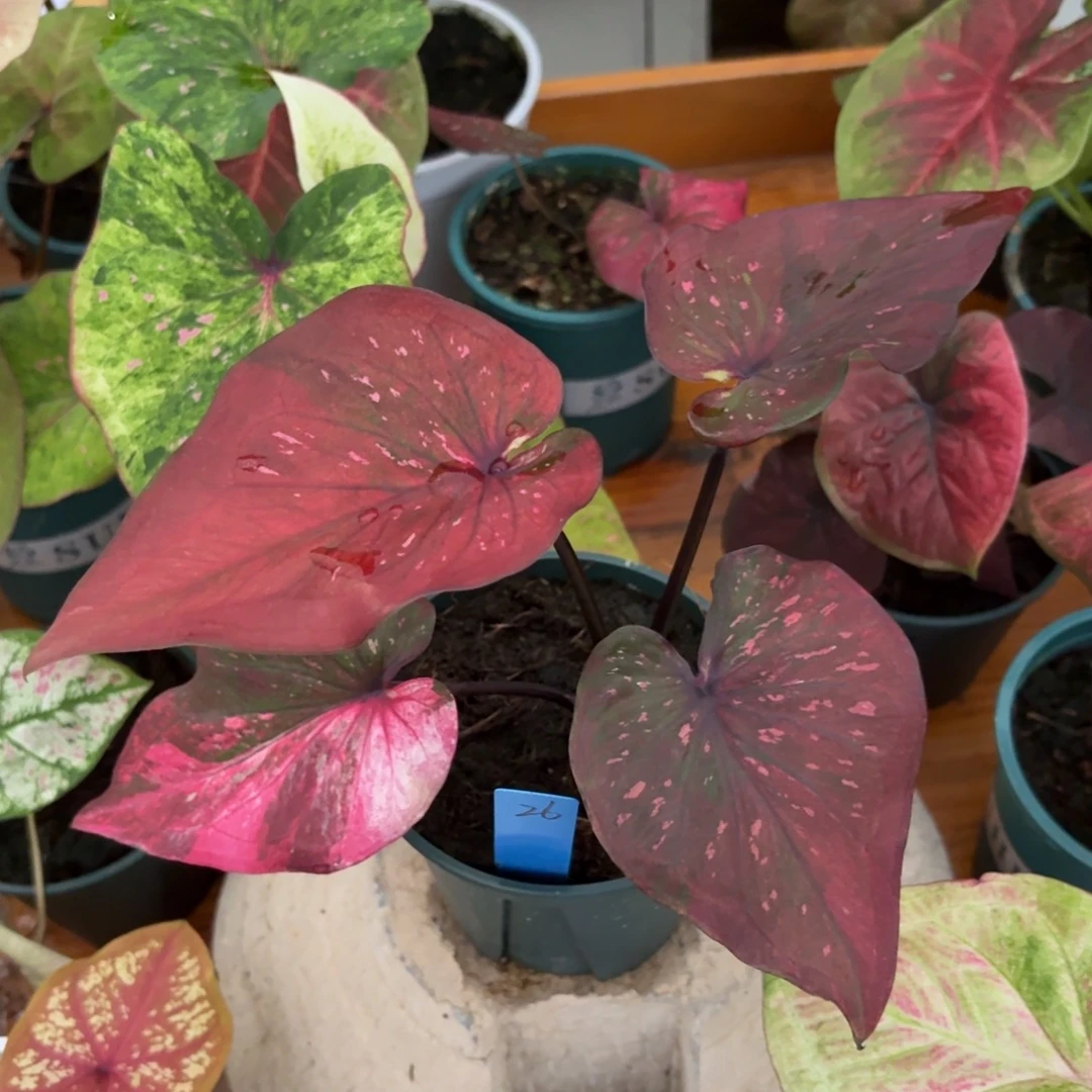 泰国彩叶芋26-1001