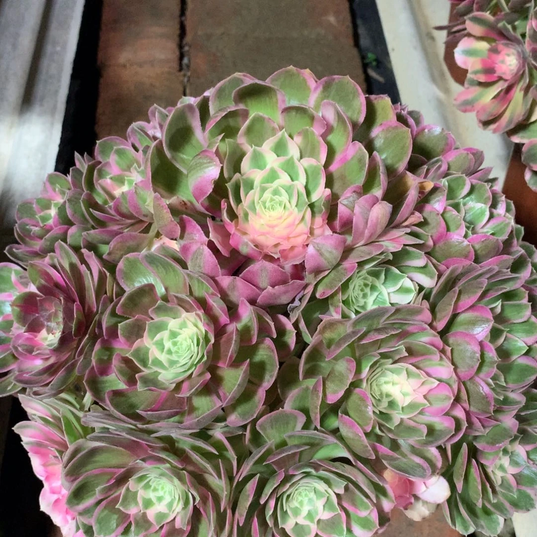孔雀翎，多肉植物的