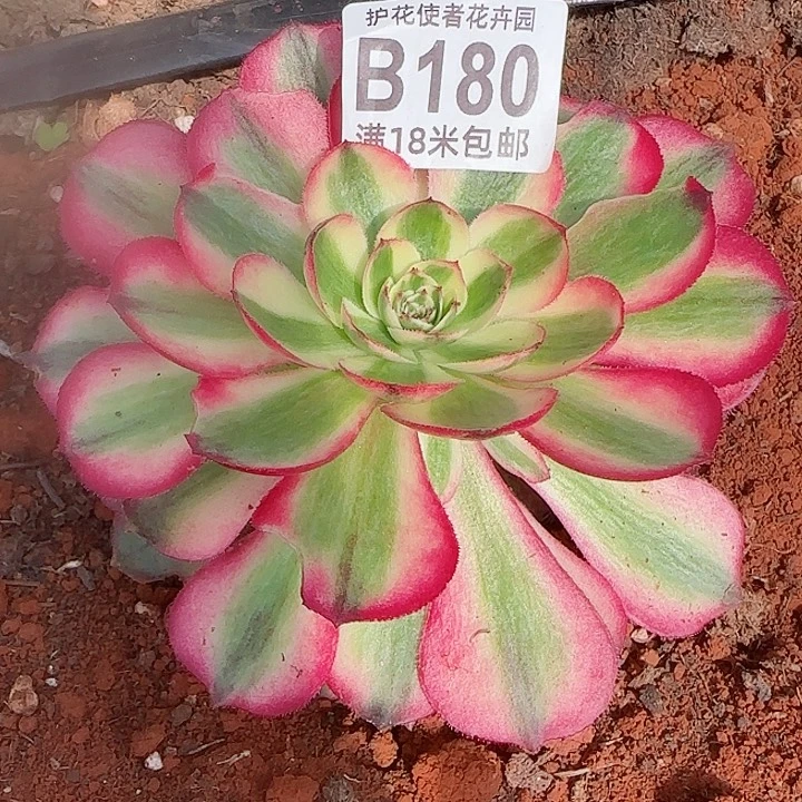 一*绿多肉法师荔枝朵朵