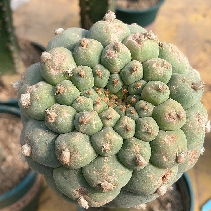 仙人球大尤一代侧芽1698