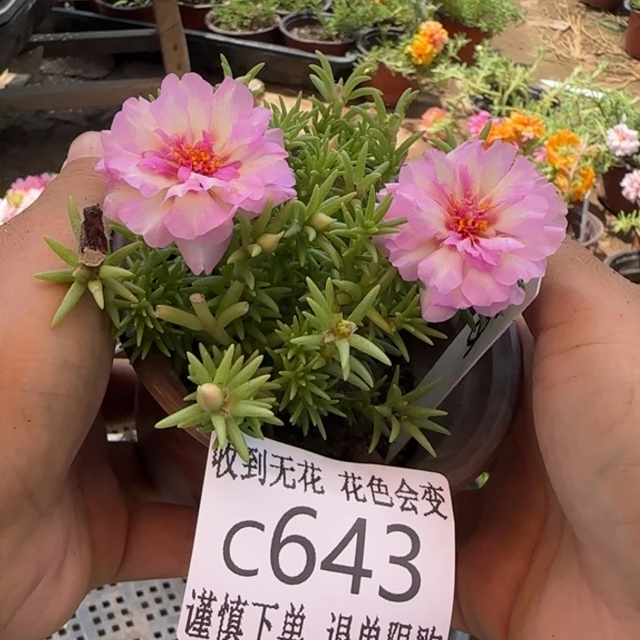 全部花朵C643超小苗盆口10cm