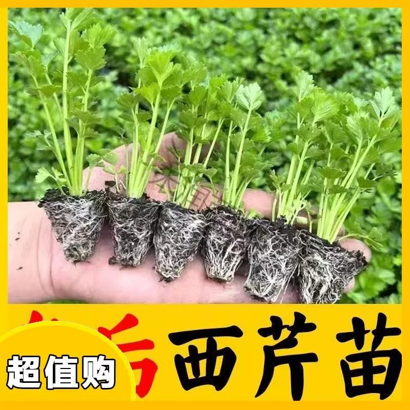 皇后西芹秧苗根带土新鲜芹菜苗子阳台盆栽秋季耐寒蔬菜苗种苗