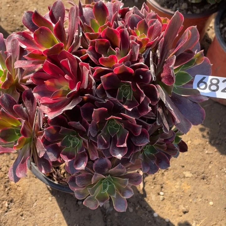 无花朵682多肉植物金丝雀