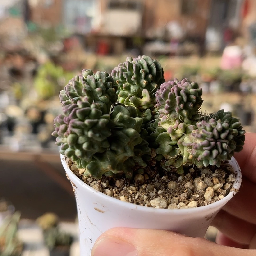 蝌蚪丸一物一拍下单包邮