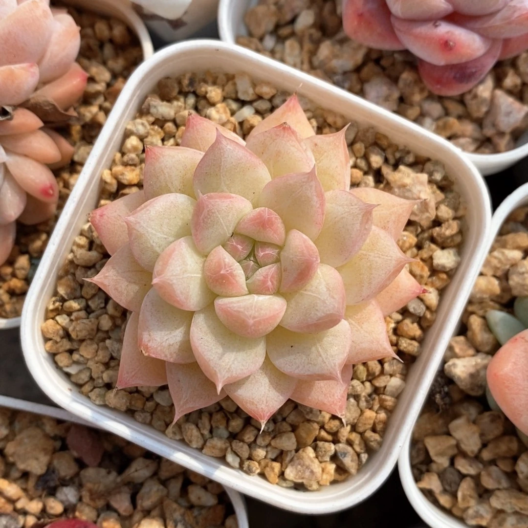 精品多肉一物一拍67