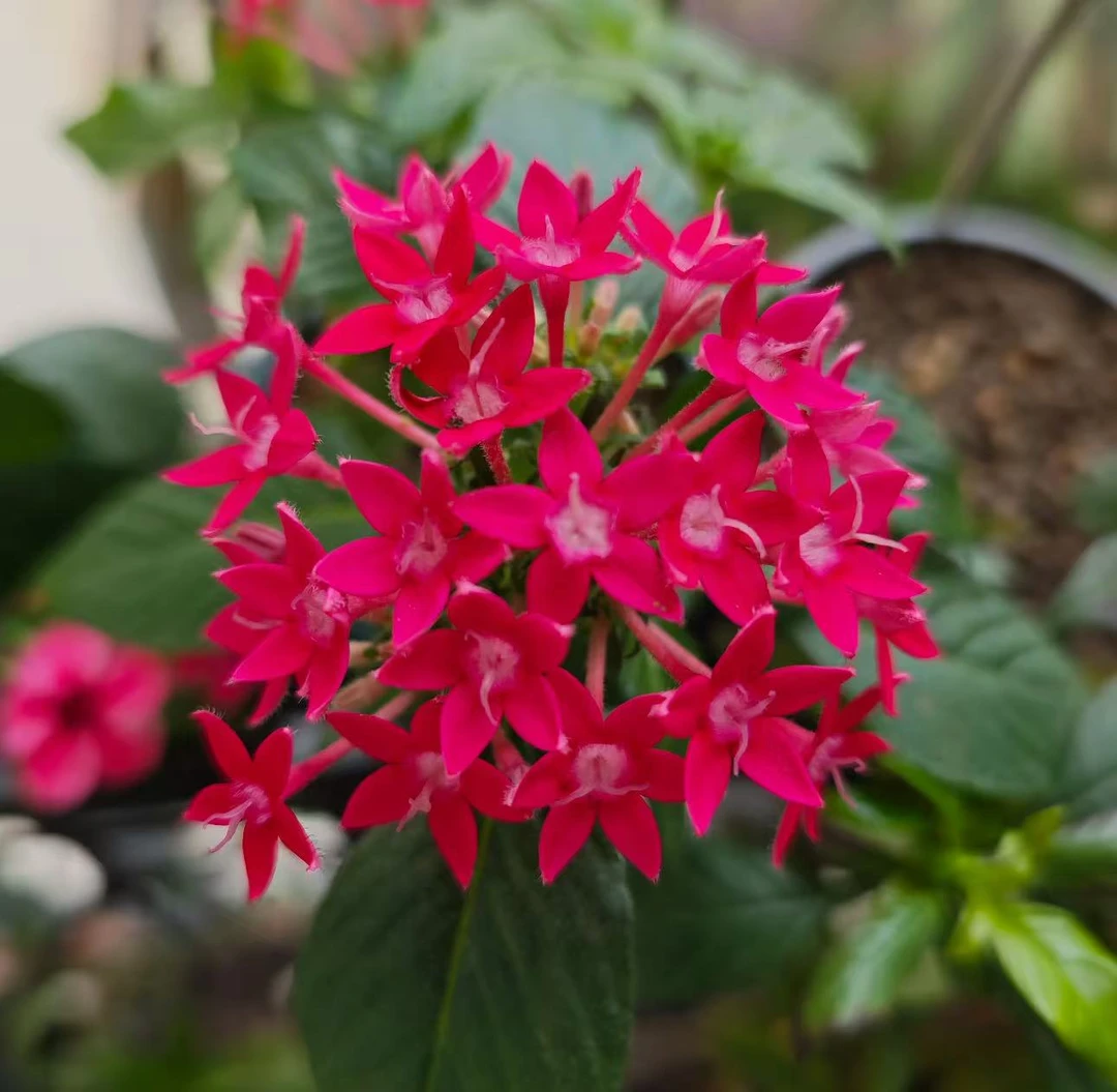 【李先生】繁星花（玫红）带花带花苞室内外观赏花