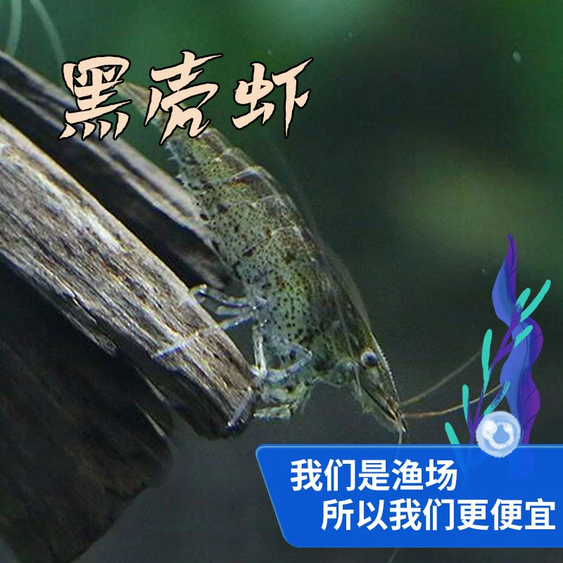 黑壳虾除藻虾鲜活观赏虾淡水晶虾极火宠物虾鱼缸工具