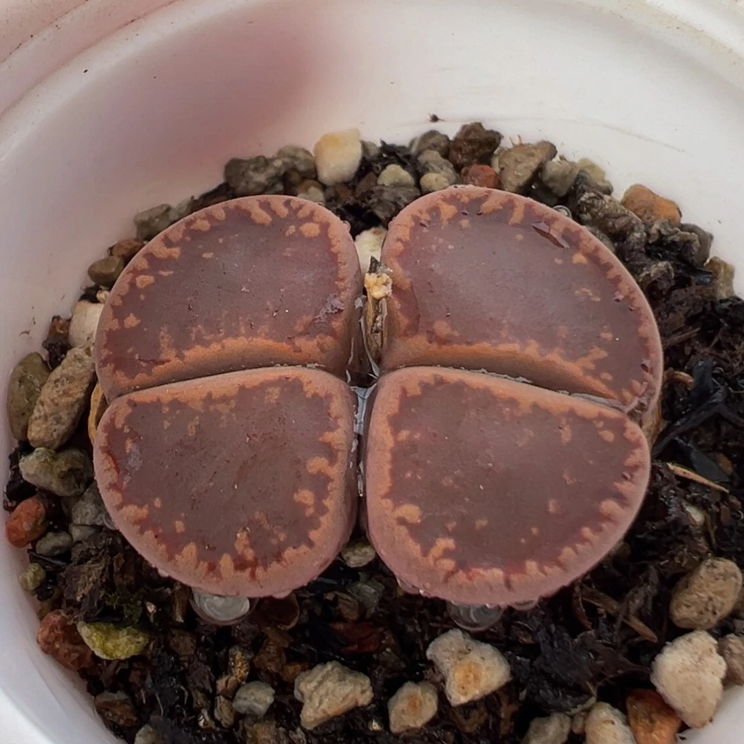 741多肉植物种类多样