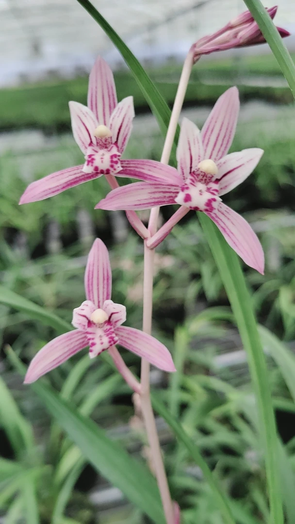 市长红兰花盆栽绿植花卉花卉盆栽兰草室内鲜花正宗