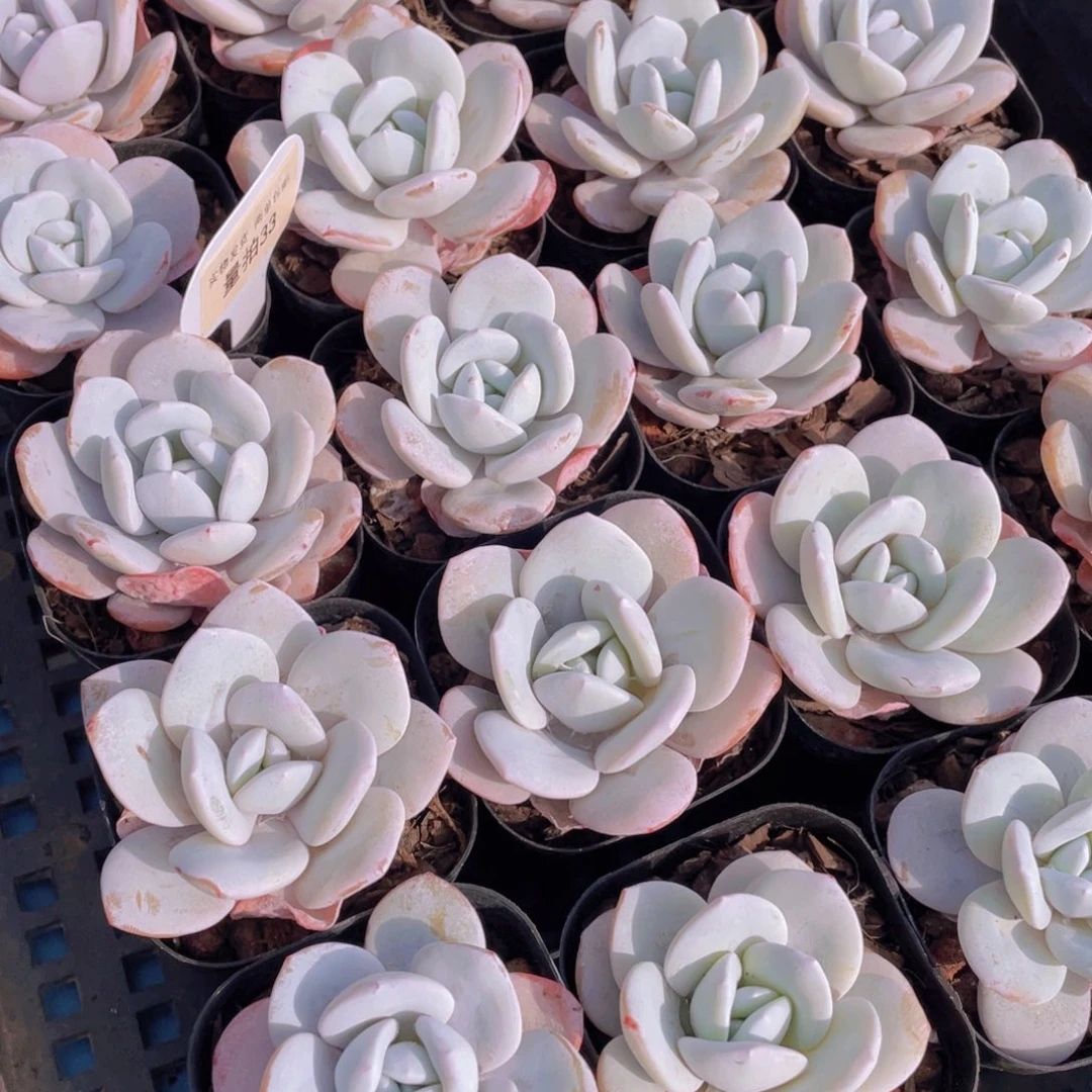 量拍33号粉雪莲单头一个