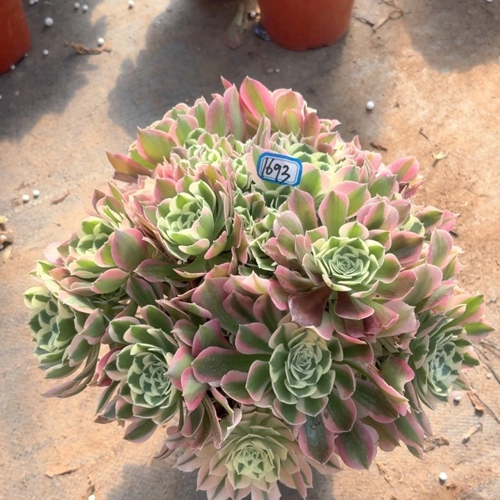 白凤法师多肉1693